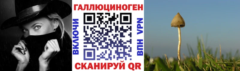 hydra маркетплейс  Пушкино  Псилоцибиновые грибы ЛСД  где найти наркотики 